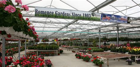 Romence gardens - Pot Size: 5.25 Inch Square Pot Exciting, vivid orange flowers Sultry dark foliage Compact grower--good for exotic-looking combinations The strong, woody climber known as trumpet vine is cultivated for its showy, ash-like leaves and...